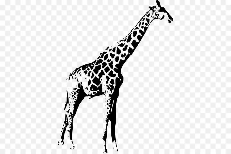 Girafe，Animal PNG