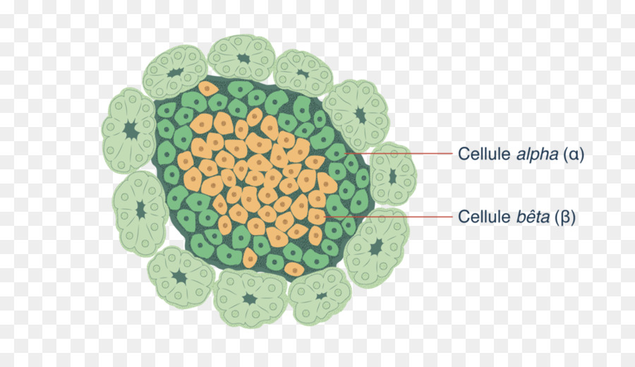 Diagramme De Cellules，Cellules Alpha PNG