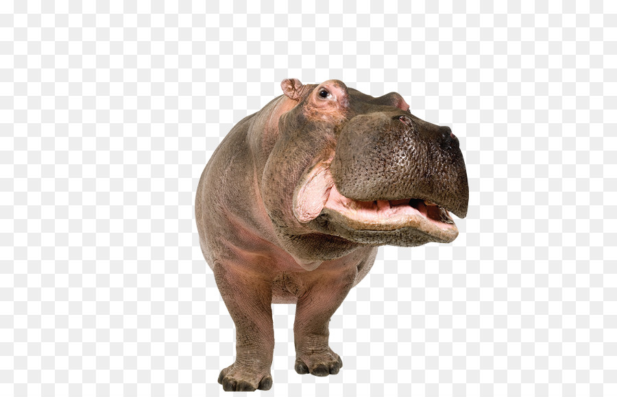 Hippopotame，Rhinocéros PNG