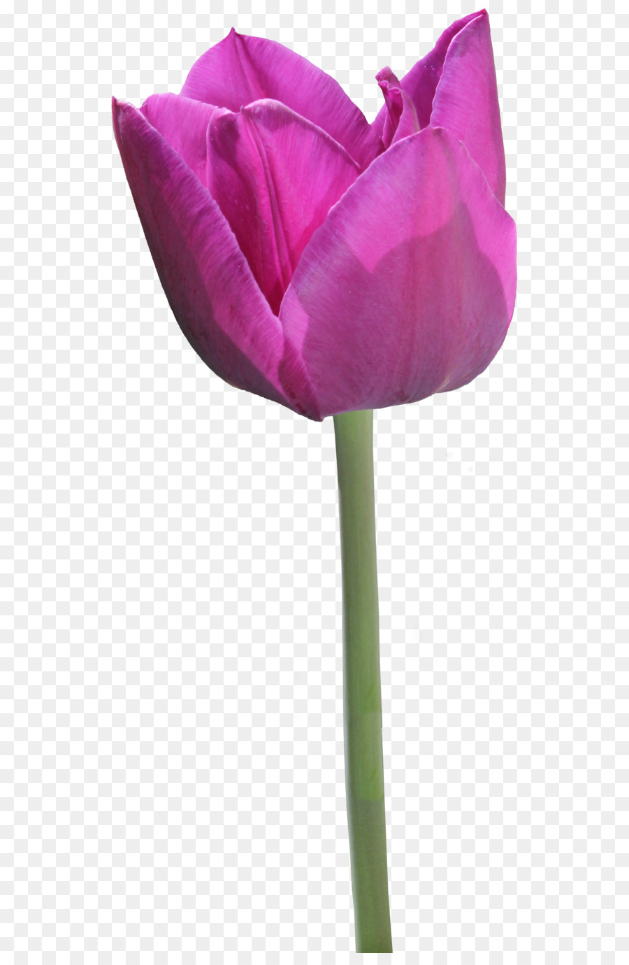 Tulip，Les Roses De Jardin PNG