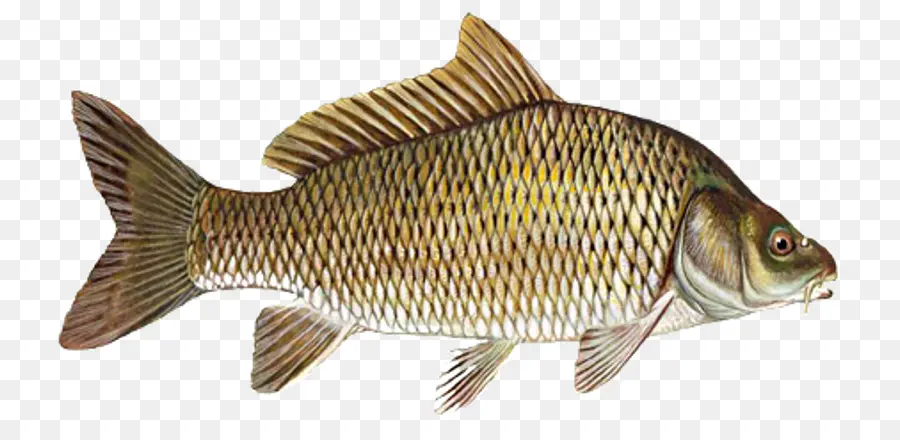 Poisson，Aquatique PNG