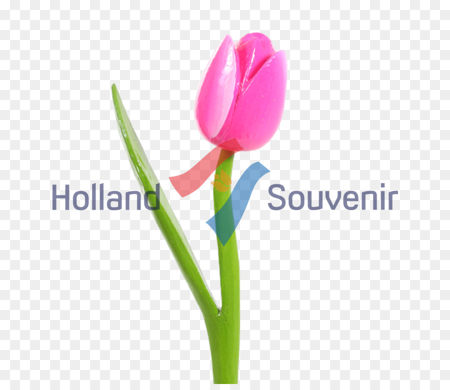 Tulip，Le Papier Peint Du Bureau PNG