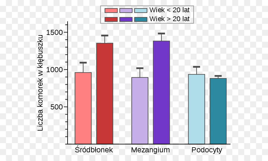 Mésangium，Podocyte PNG