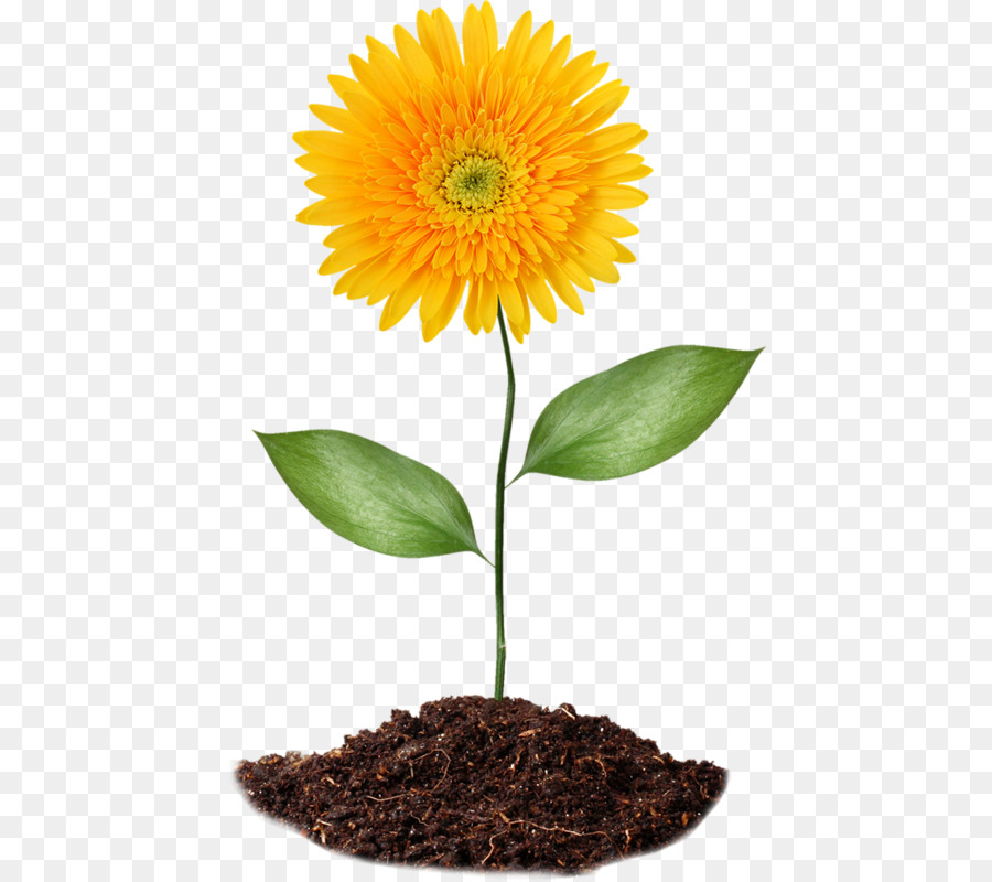 Fleur，Commune De Tournesol PNG