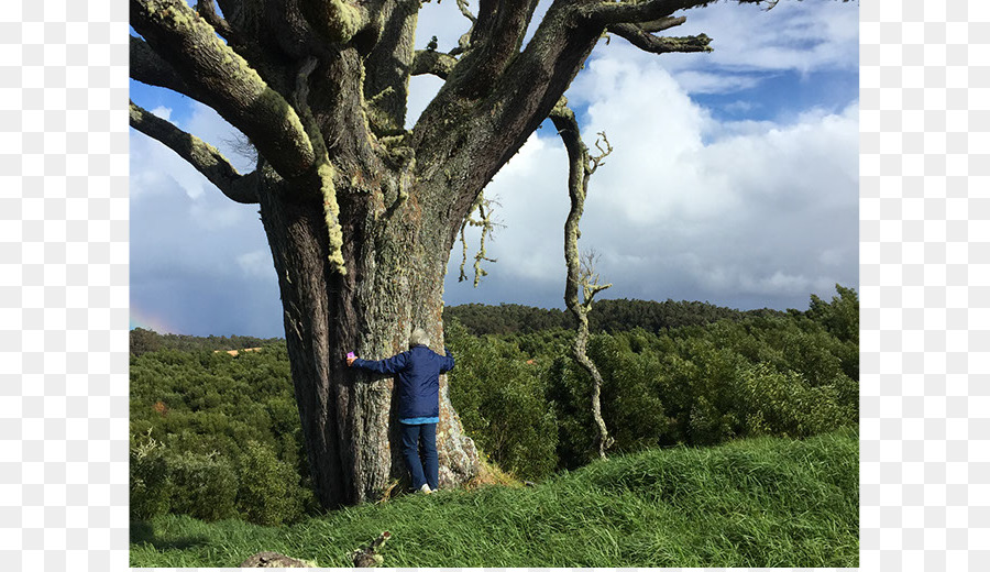 Arbre，L écosystème PNG