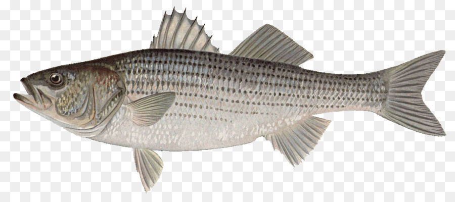 Poisson，Aquatique PNG