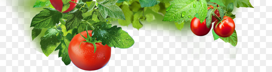 Tomates Et Feuilles，Tomate PNG