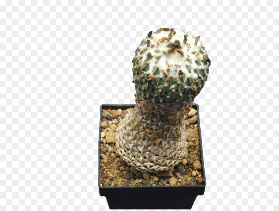 Citroën Cactus M，Flowerpot PNG