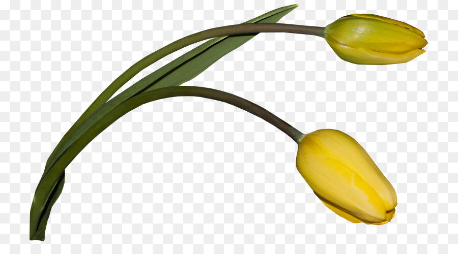 Jonquilles，Jaune PNG