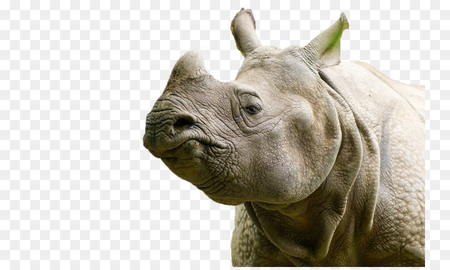 Rhinocéros，Maresi PNG