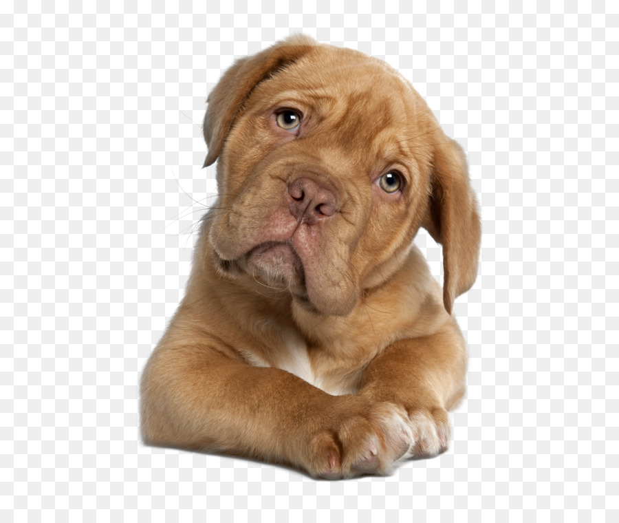 Dogue De Bordeaux，Mastiff Anglais PNG