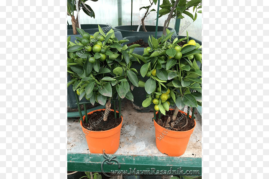 Agrumes，Calamondin PNG