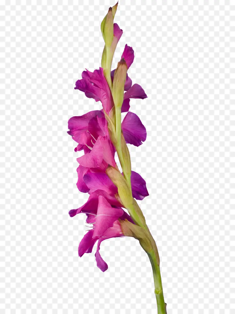 Fleur Rouge，Floraison PNG