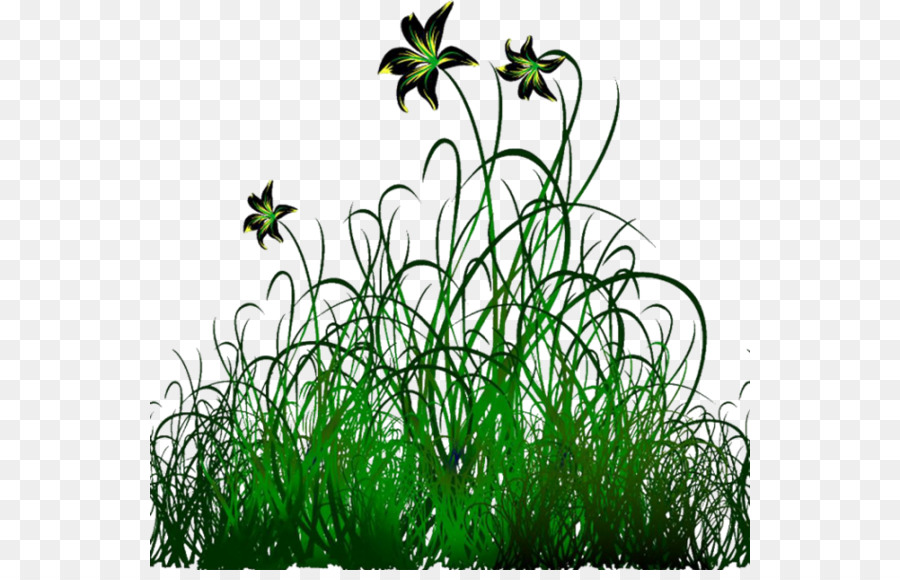 Plantes Vertes，Herbe PNG