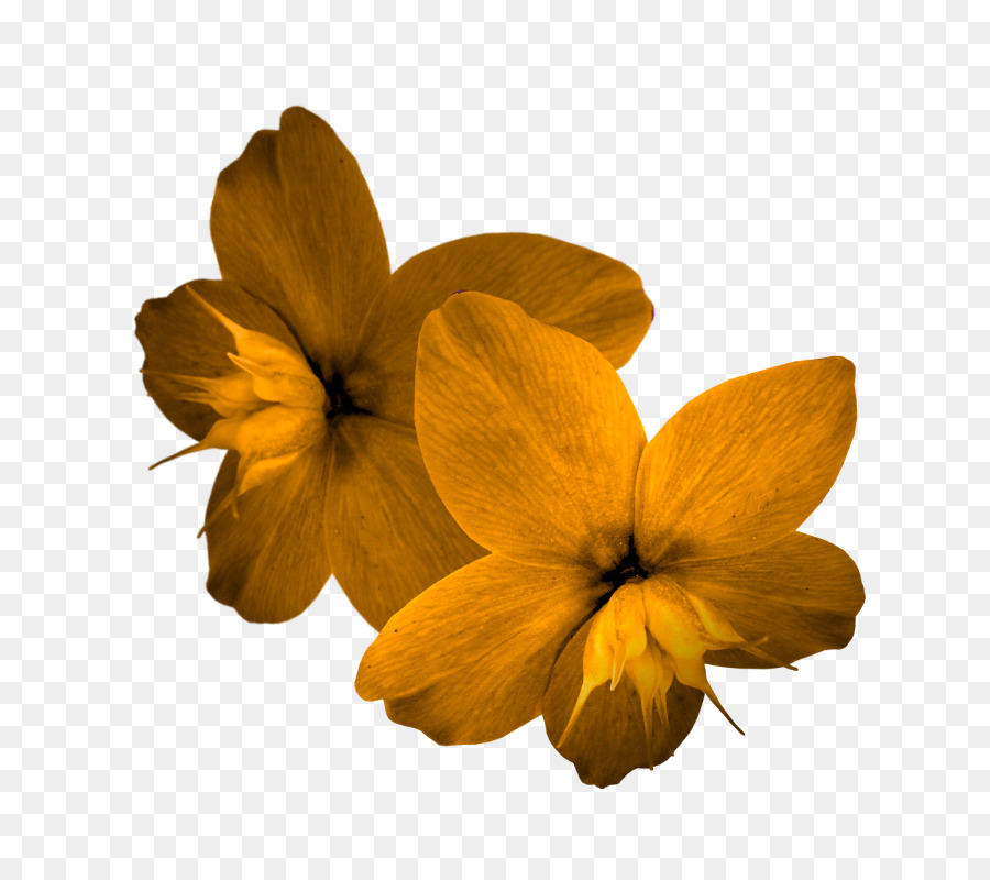 Pétale，Fleur PNG