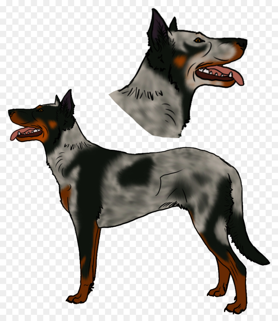 Ormskirk Terrier，Beauceron PNG