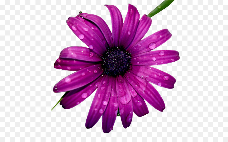 Fleur，Chrysanthème PNG