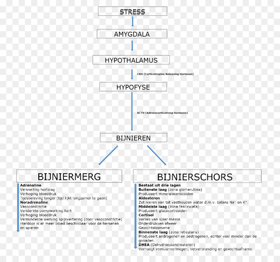 Le Stress，L Hypothalamus PNG