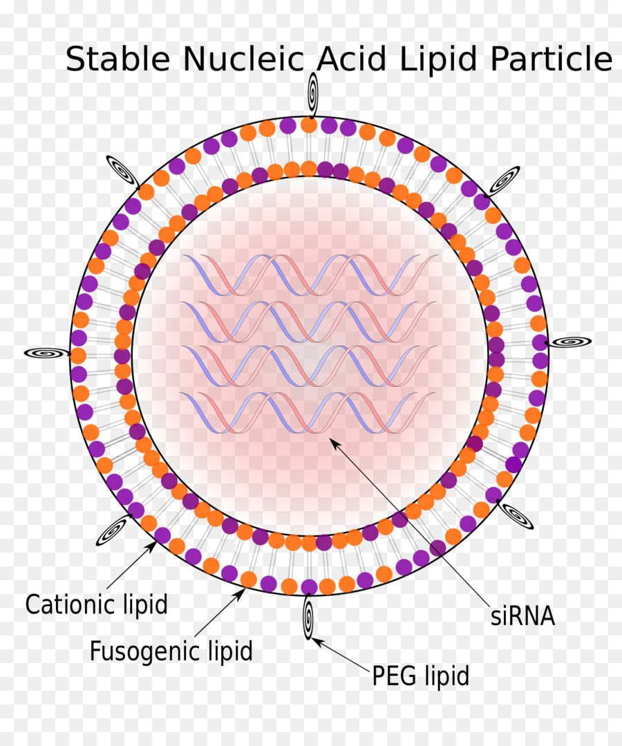 Particule Lipidique，Acide Nucléique PNG