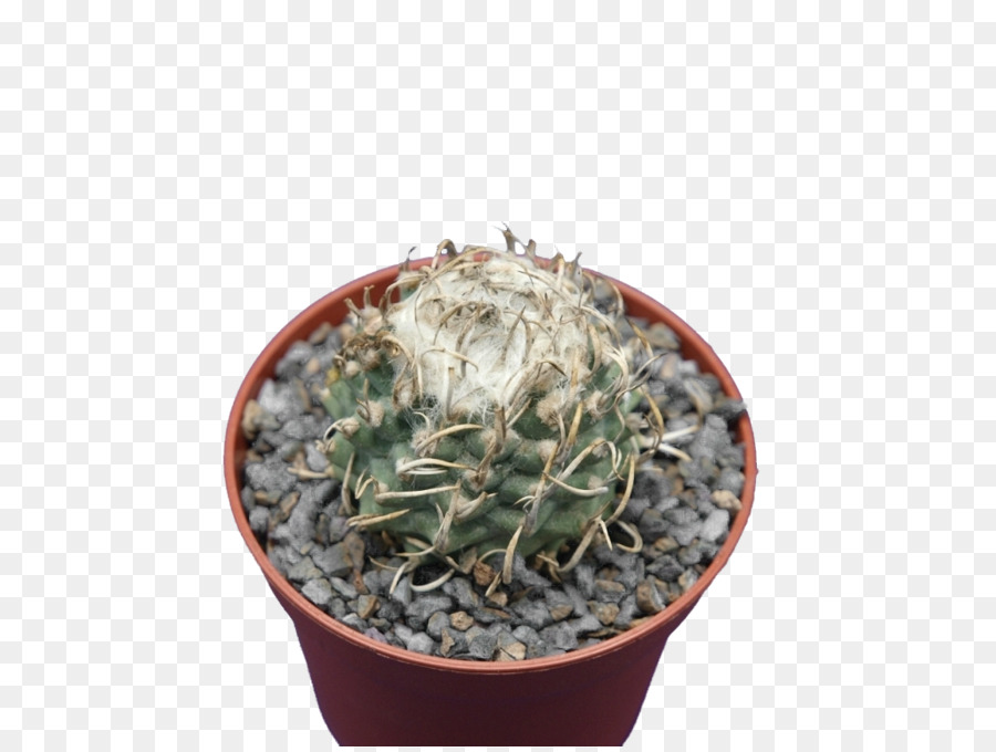 Citroën Cactus M，Flowerpot PNG