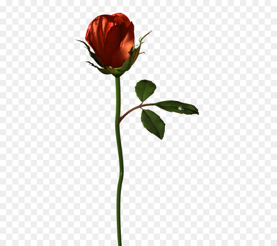 Rose Rose，Floraison PNG