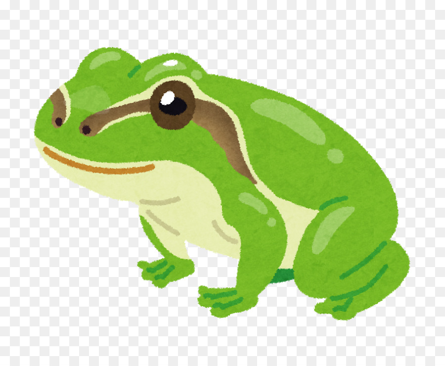 Grenouille Verte De Dessin Animé，Animal PNG