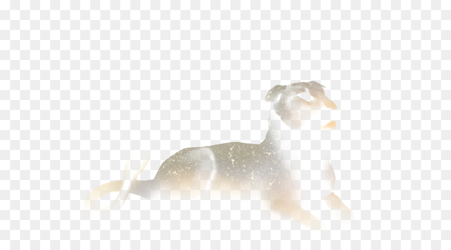 Chat，Chien PNG