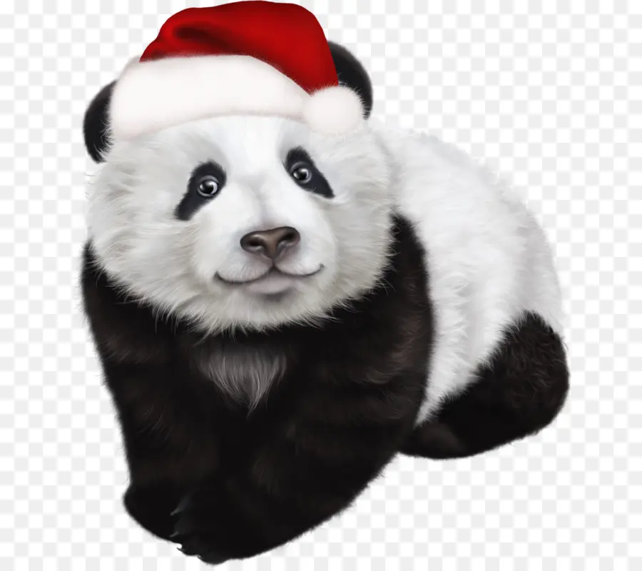 Panda Avec Bonnet De Noel，Noël PNG