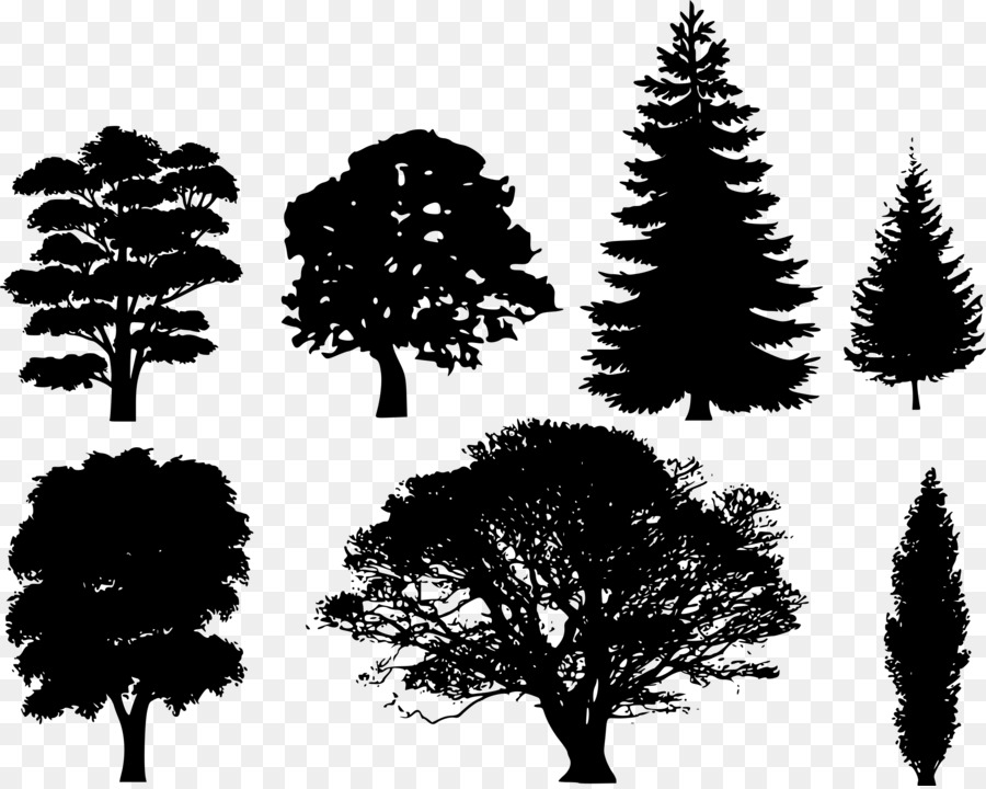 Silhouettes D'arbres，Feuilles PNG