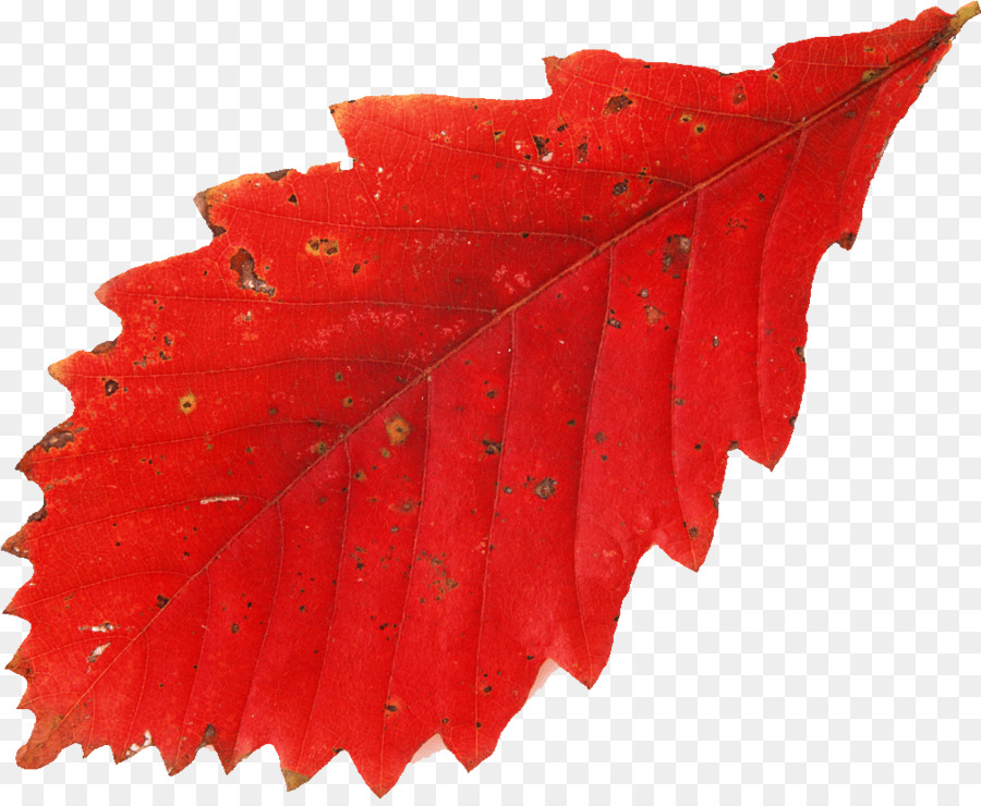 Feuille Rouge，Automne PNG