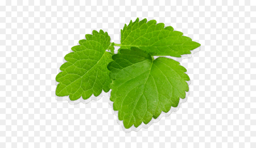 Feuilles De Menthe，Herbe PNG