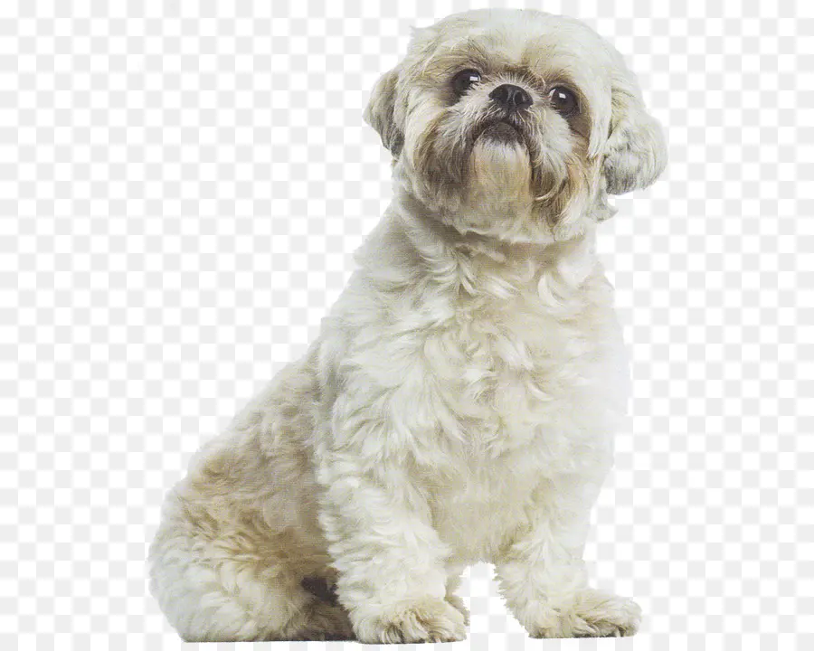 Schnoodle，Shih Tzu PNG