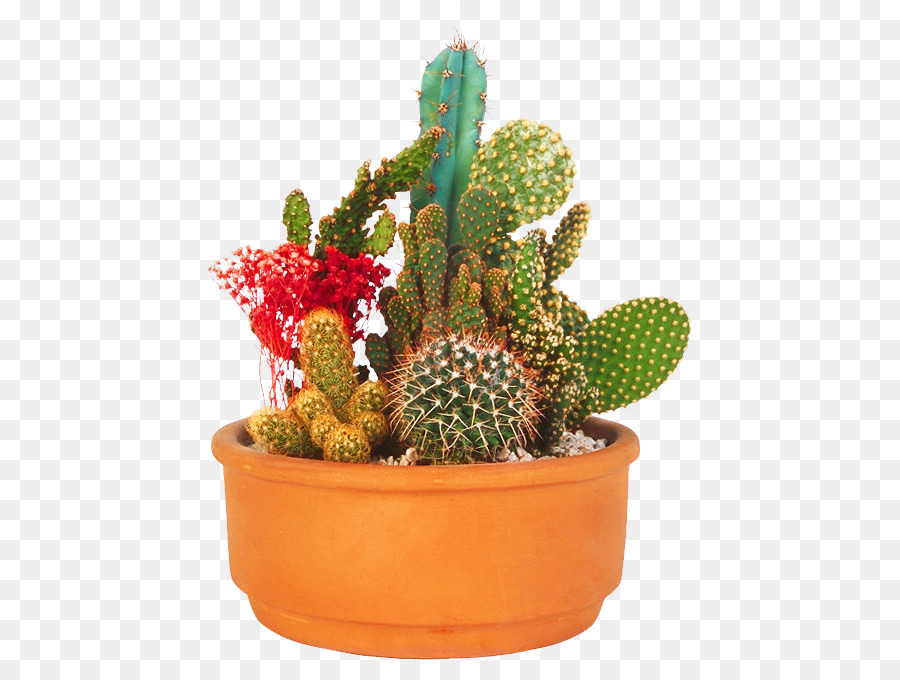 Figue De Barbarie，Flowerpot PNG