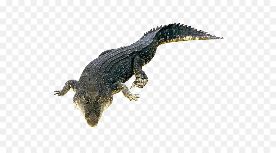 Crocodile，Reptile PNG