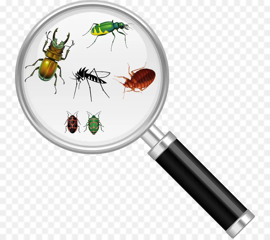 Les Insectes，Cafard PNG