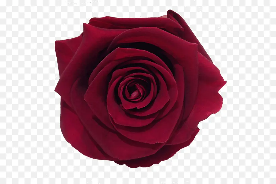 Rose Pourpre，Fleurir PNG