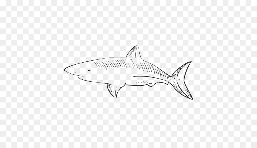 Le Requin Tigre，Squaliform Requins PNG
