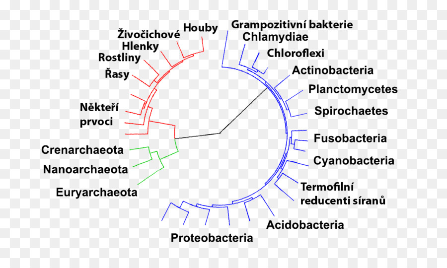 Les Bactéries，Archaeans PNG
