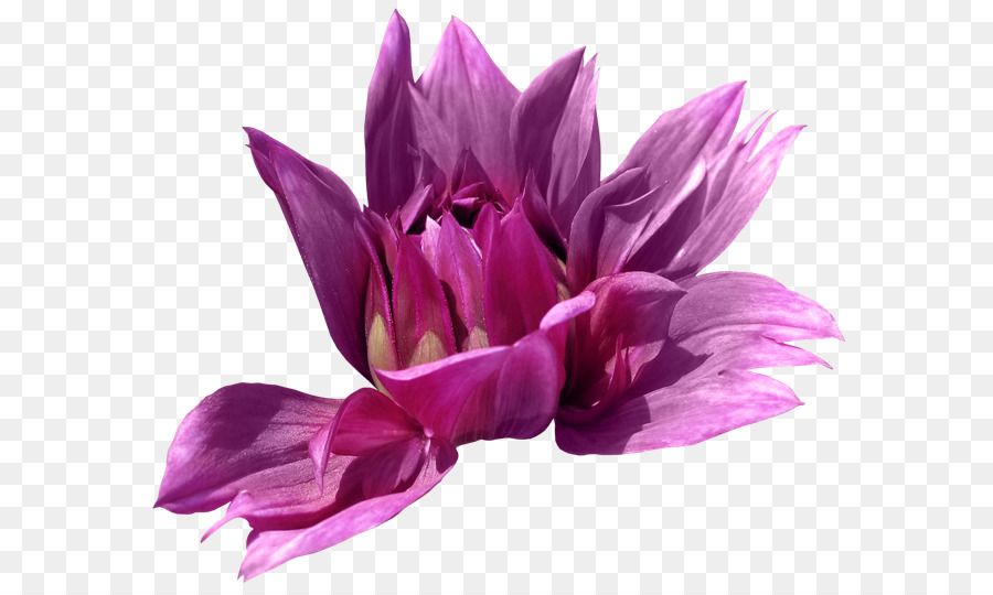 Fleur Rose，Fleur PNG