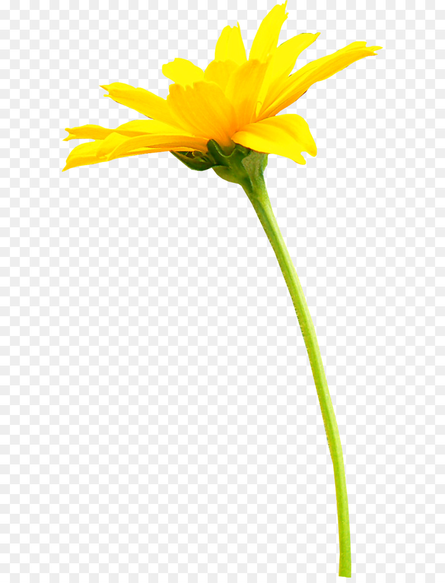 Fleur Jaune，Tige PNG