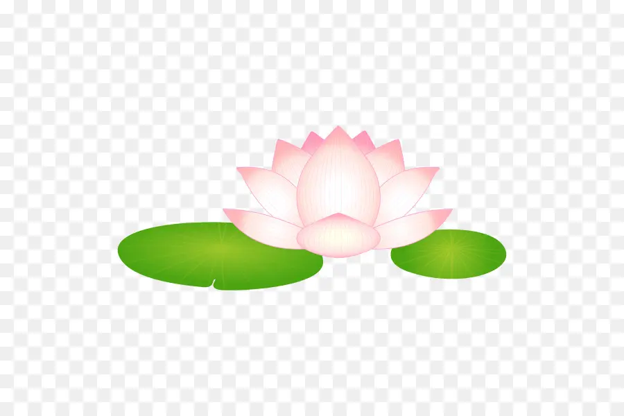 Lotus Blanc，Feuilles Vertes PNG