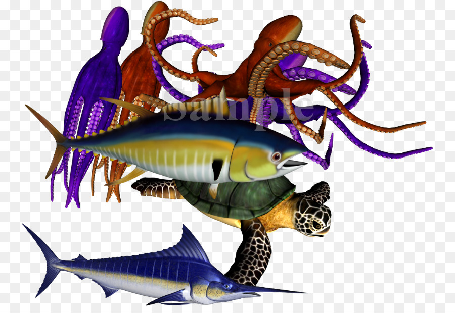 Les Poissons Osseux，Les Poissons PNG