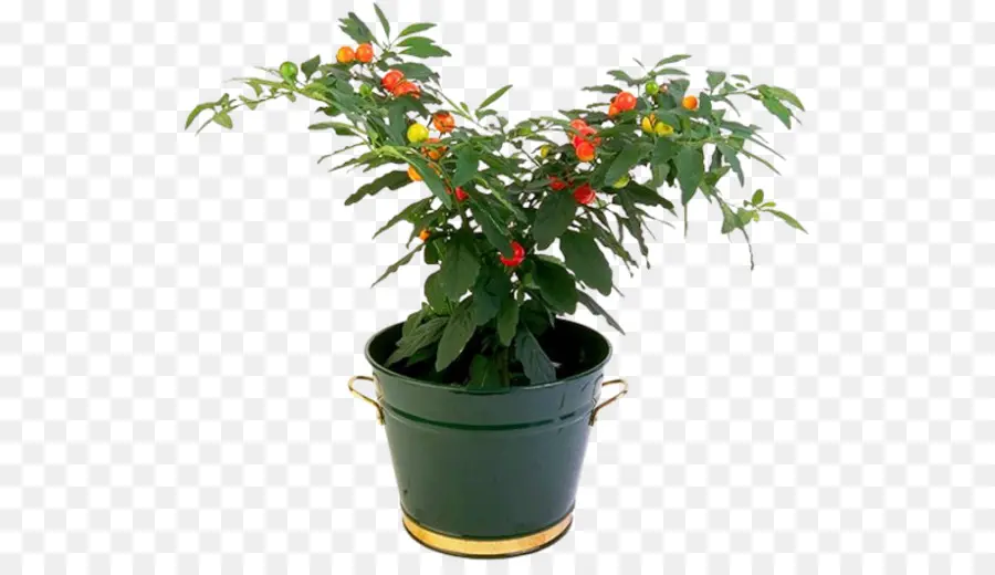 Plante En Pot，Vert PNG