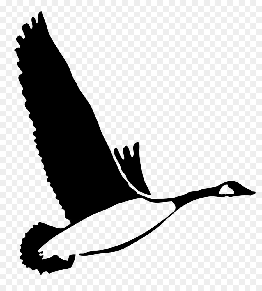 Canard Volant，Ailes PNG