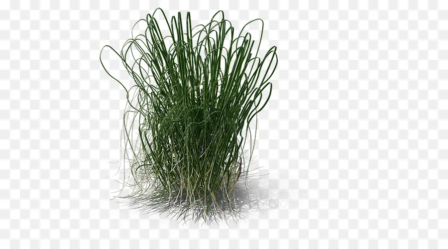 Herbe Verte，Usine PNG