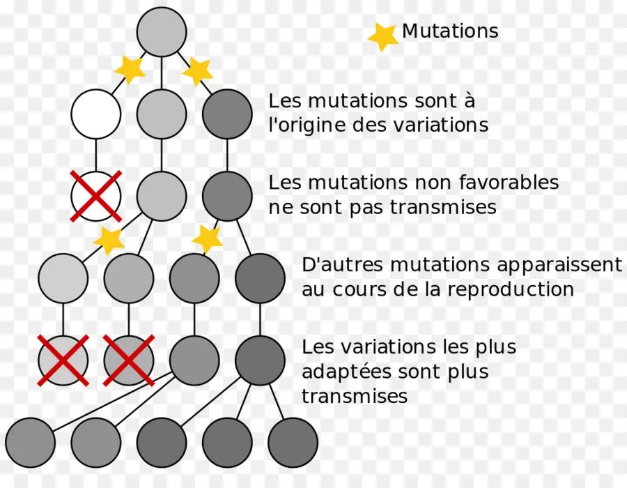 Diagramme De Mutation，Mutation PNG