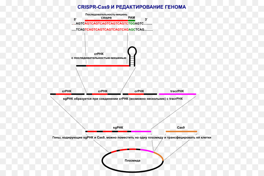 Bac à Légumes，Cas9 PNG