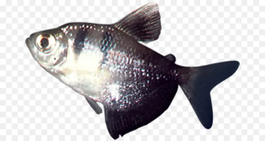 Poisson，Aquatique PNG