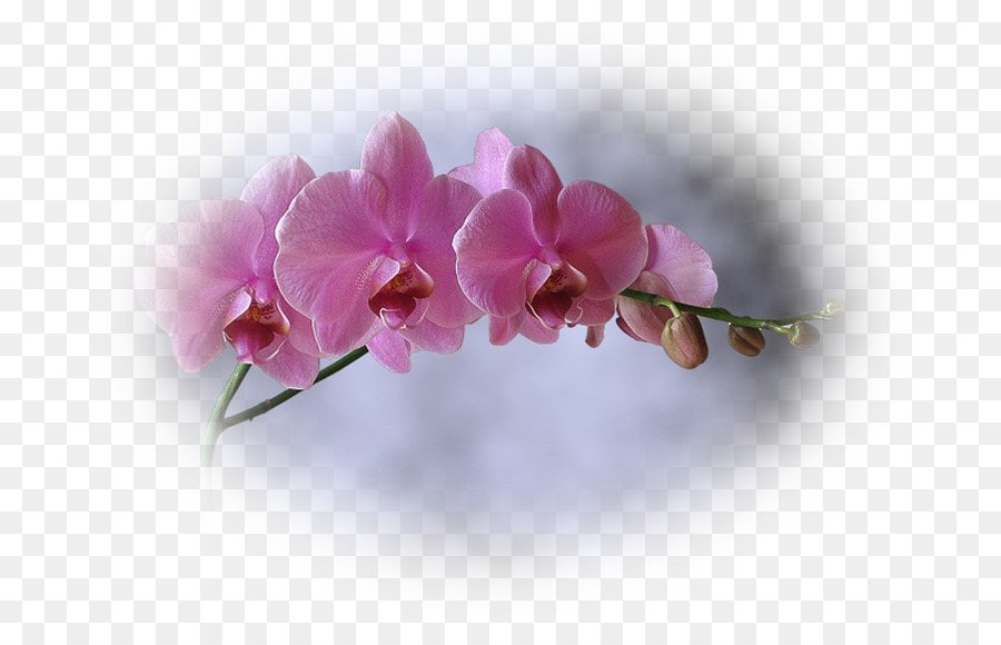 Orchidées Roses，Floraison PNG