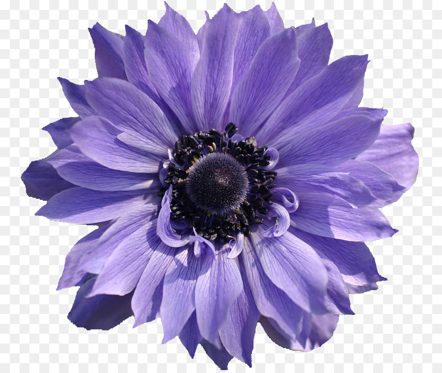 Fleurs Violettes，Fleurir PNG